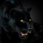 همه چیز درباره رنگ سیاه